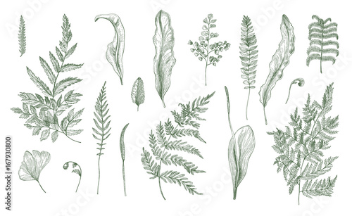 Fern realistic collection. Hand drawn sprouts, frond, leaves and stems set. Black and white vector illustration.