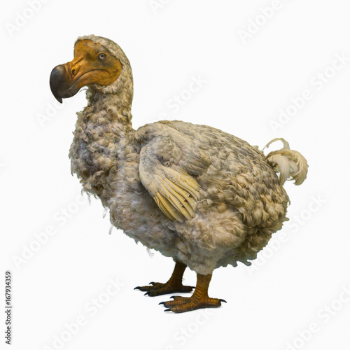 Dodo Raphus cucullatus