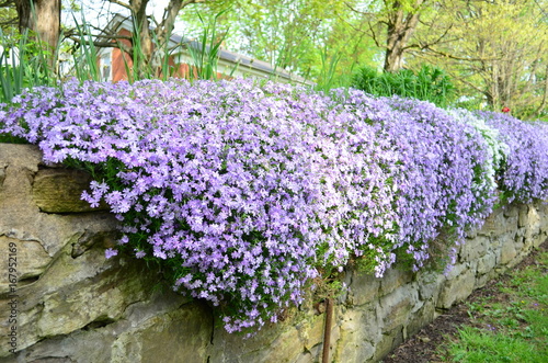 White and purple creeping phlox cascading over an old stone wall in the spring