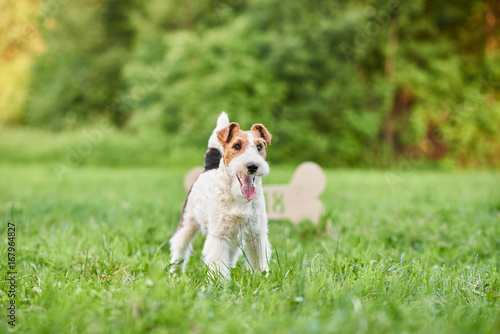 Shot of a happy young fox terrier dog standing outdoors in the park nature friend animals pets happiness lifestyle. 