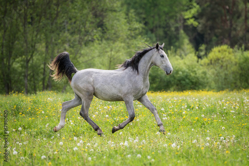 Gray horse running trot in summer