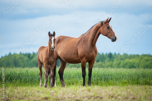 Little foal with a mare on the field in summer