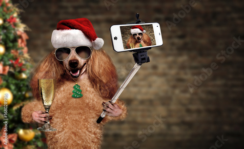 Cinemagraph - Dog in red Christmas hat taking a selfie together with a smartphone. Motion Photo. 