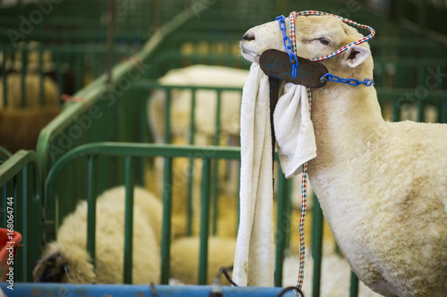 Sheep at the Indiana State Fair