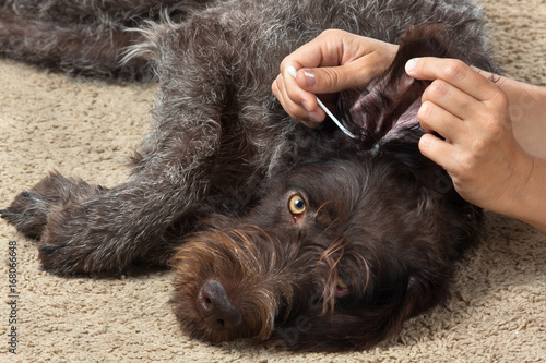 hands cleaning the ear of dog from earwax with cotton swab