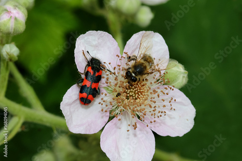 Käfer Zottiger Bienenkäfer auf Brombeerblüte, Trichodes alvearius 