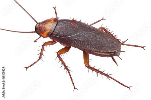 Cockroach bug american brown pest. 3D rendering