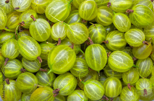 Fresh and green gooseberries background. Closeup