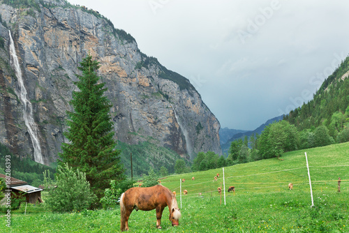 Horses graze in the alps