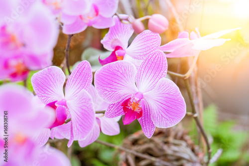 Close-up of beautiful pink phalaenopsis orchid flower with natural background in the garden