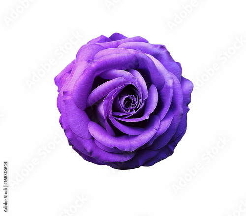  Top view of bright vivid purple flower on isolated white background,vibrant violet flower 