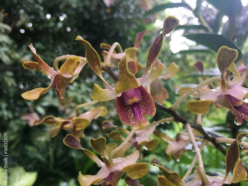 Dendrobium Barack and Michelle Obama Orchid flower