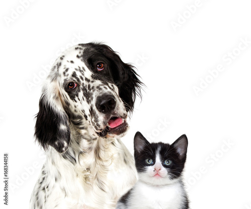 dog And a kitten looking