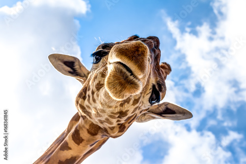 Close-up of a giraffe head during a safari trip South Africa