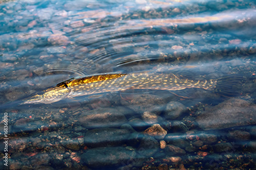 pike lake fishing on spinning