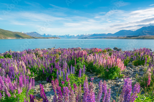 Landscape at Lake Tekapo Lupin Field in New Zealand