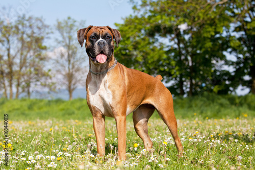 Portrait of nice german boxer