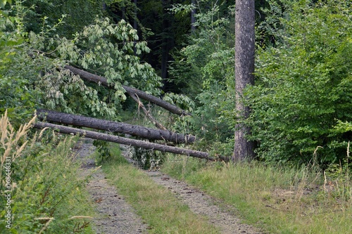 fallen tree across the forest road