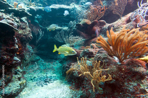 Beautiful coral reef in sea, Mexico