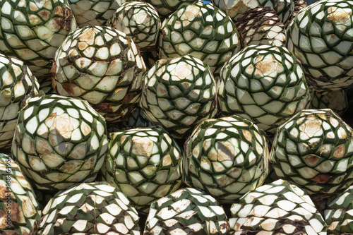 Las piezas de agaves están listas para hacer tequila.