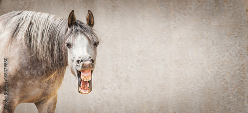 Funny horse face with Open mouthed looking in camera at gray background, place for text, banner
