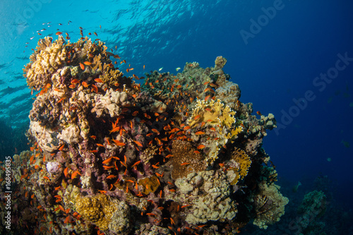 Beautiful coral reef with sealife