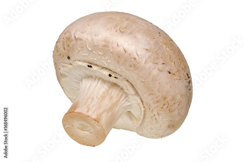 champignon mushroom vegetable on a white background