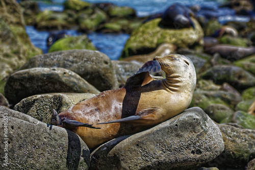 Sea lion posing on the rocks on the beach with blurred water in the background