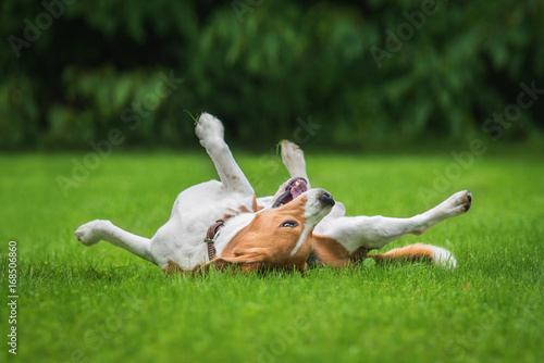 Beagle dog having fun on the lawn in summer