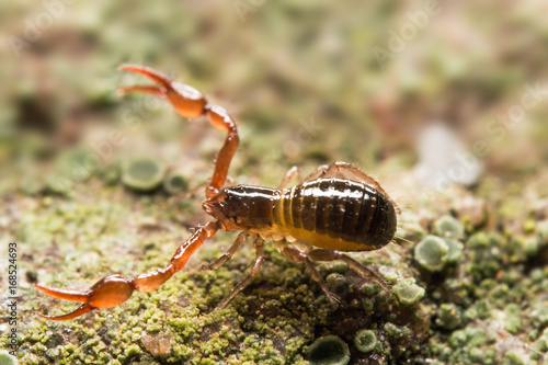 A pseudoscorpion runs around