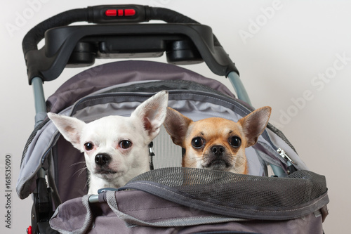 Cinnamon and white Chihuahua are sitting in comfortable pet stroller