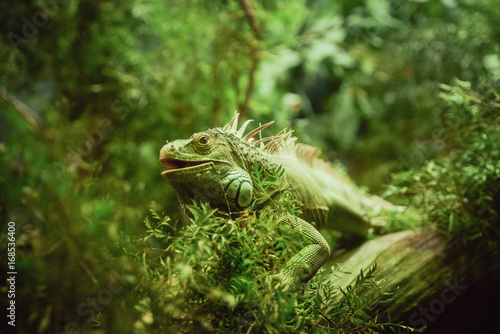 Beautiful iguana in a green environment