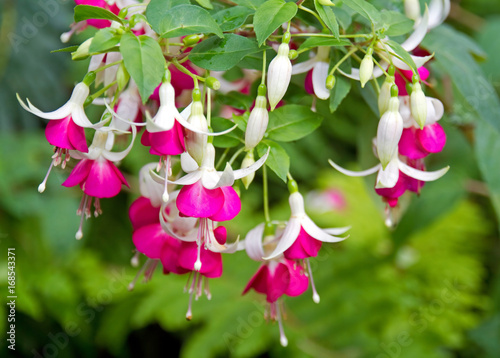  Fuchsie mit pinkfarbenen Blüten