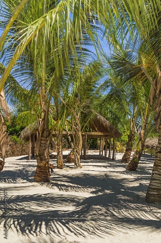 Canopy, hut among palm trees in the tropics