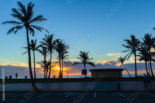 Beach Ocean Dawn Trees Silhouetted