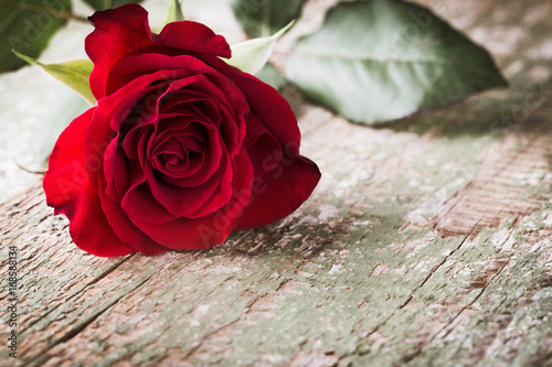 Red rose on old wooden background - Condolence