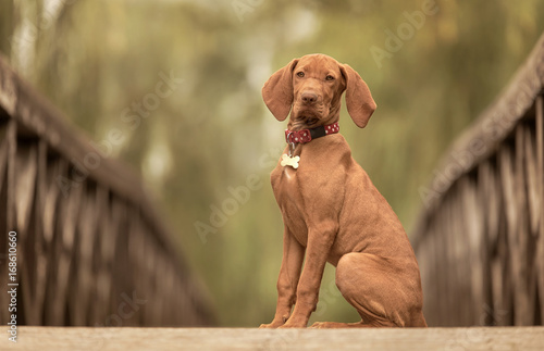 Beautiful hungarian vizsla dog on the wooden bridge