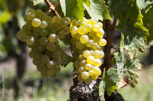 France. Vignoble de Sauternes, Gironde