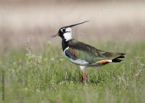 Northern lapwing on the grass