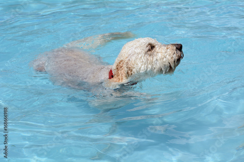 White labradoodle dog swimming in swimming pool on hot summer day