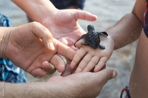 Sea small turtle on hand