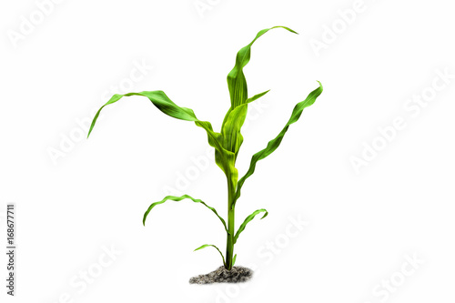 Young green corn plant isolated on white background