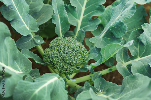 young broccoli plant