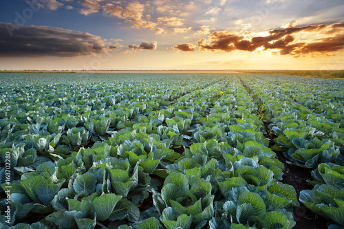 Rows of ripe cabbage under the evening sky.