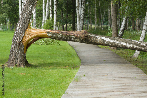 Broken birch tree on the wooden trail in the park after storm.