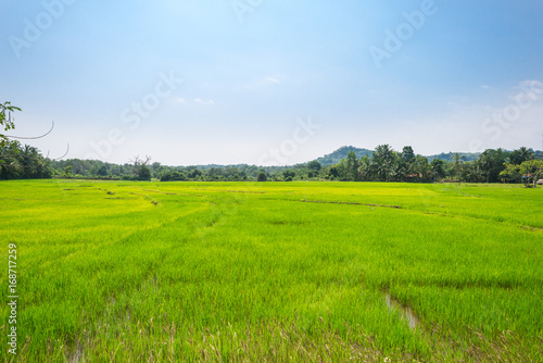 Big plain with paddy fields approx 30km far from the sea, upcountry in the southern Province of Sri Lanka. The rice cultivation is fed from big water reservoir in the village Weeraketiya