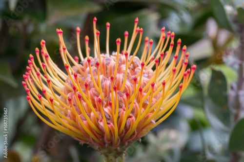 Close up of a beautiful pincushion protea flower.