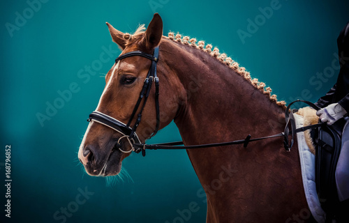 Cream akhal-teke horse with blue eyes portrait during dressage competition. 