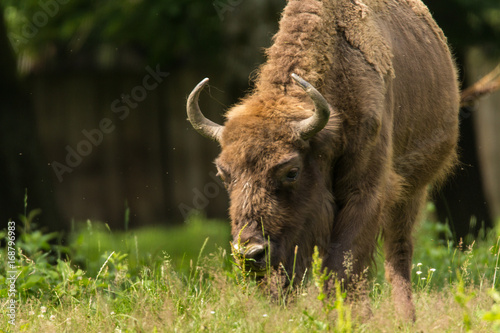 Żubr, Białowieski Park Narodowy