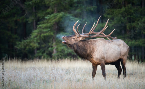 Elk bugling